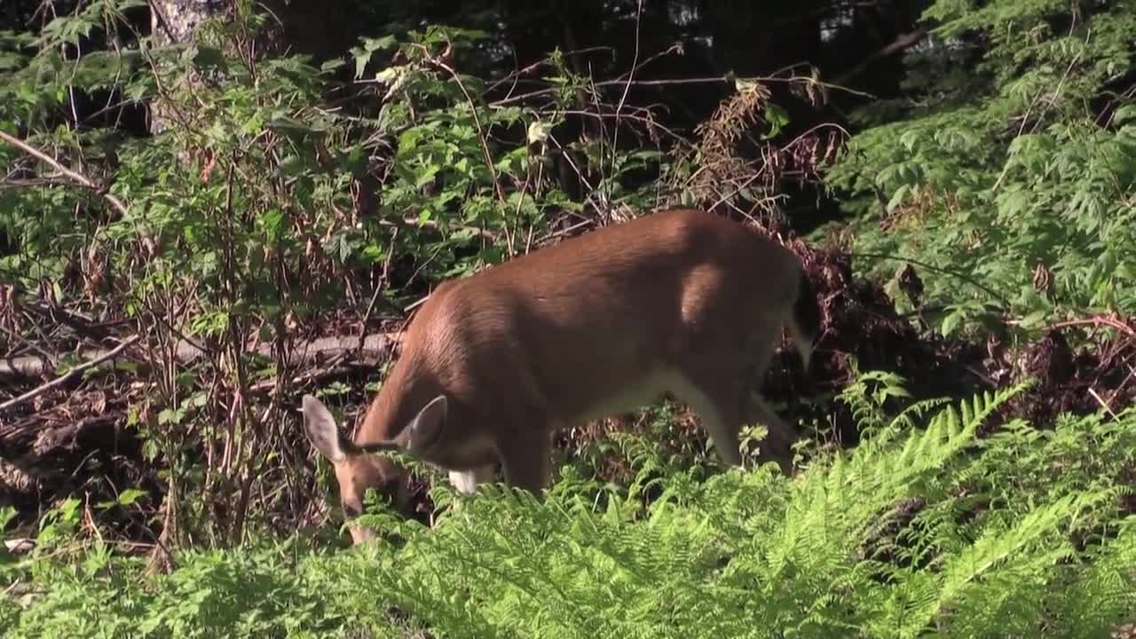 Deer eating grass