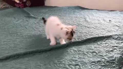 two cats fun with each other