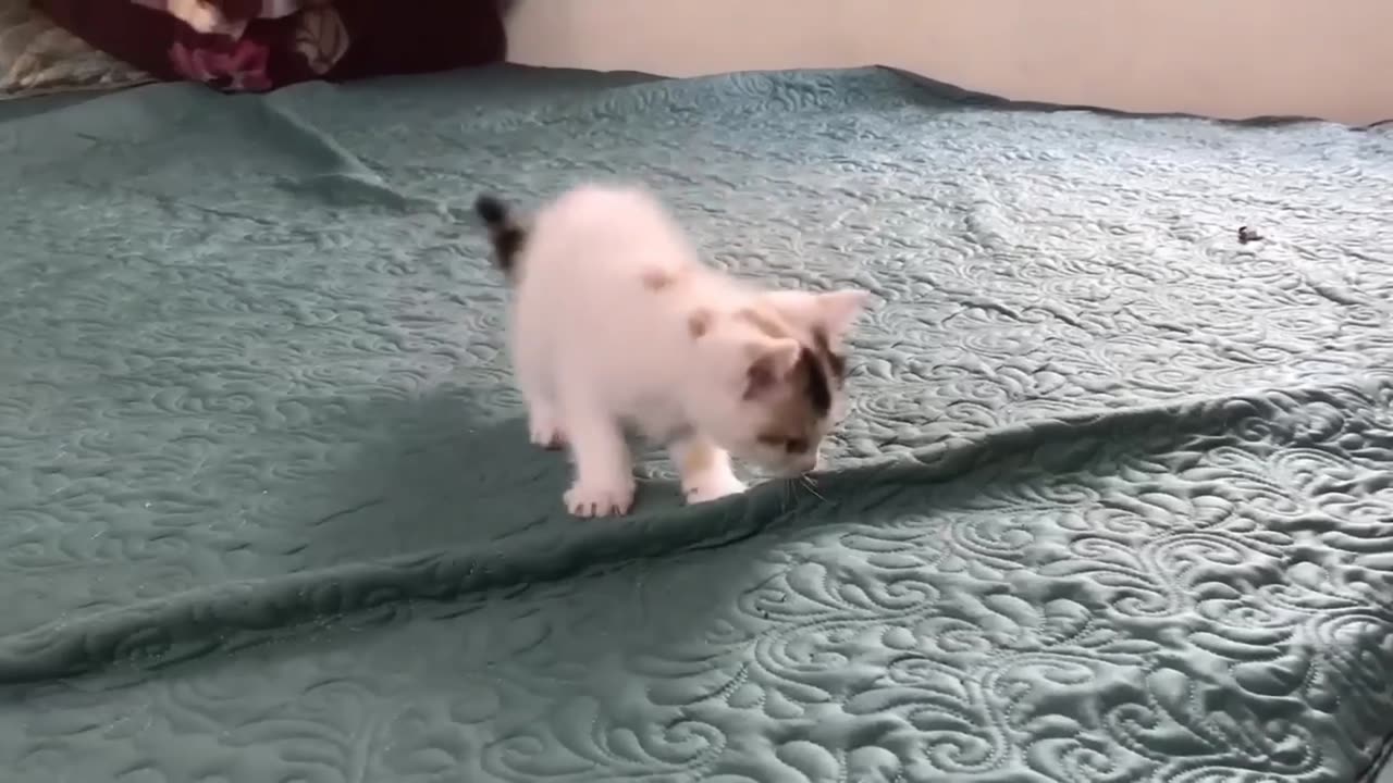 two cats fun with each other