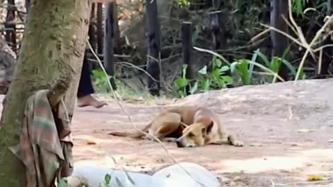 Prank dog with fake lion and tiger