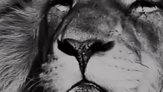 Rumble animals videos lion