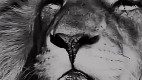 Rumble animals videos lion