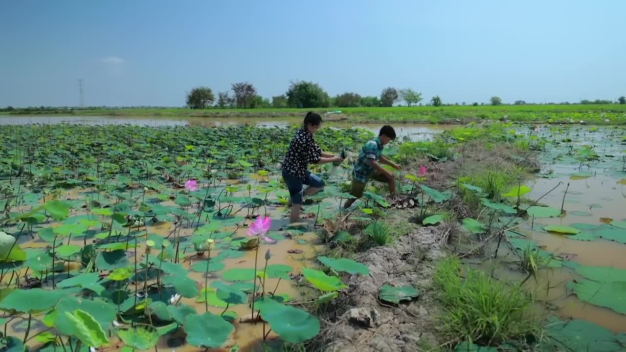 Harvest Lotus root and pick fruit for cooking