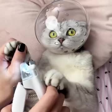 How to trim nail 💅 of cat