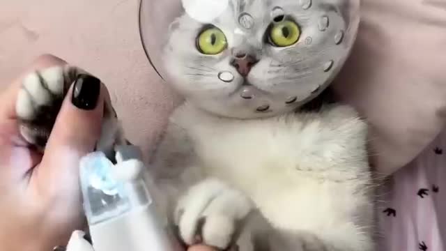 How to trim nail 💅 of cat