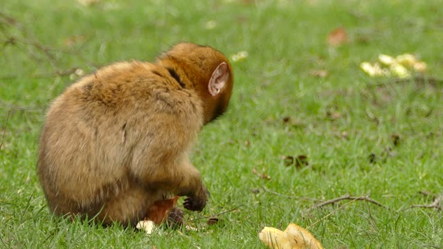 A little monkey finally found his dinner look at what he did