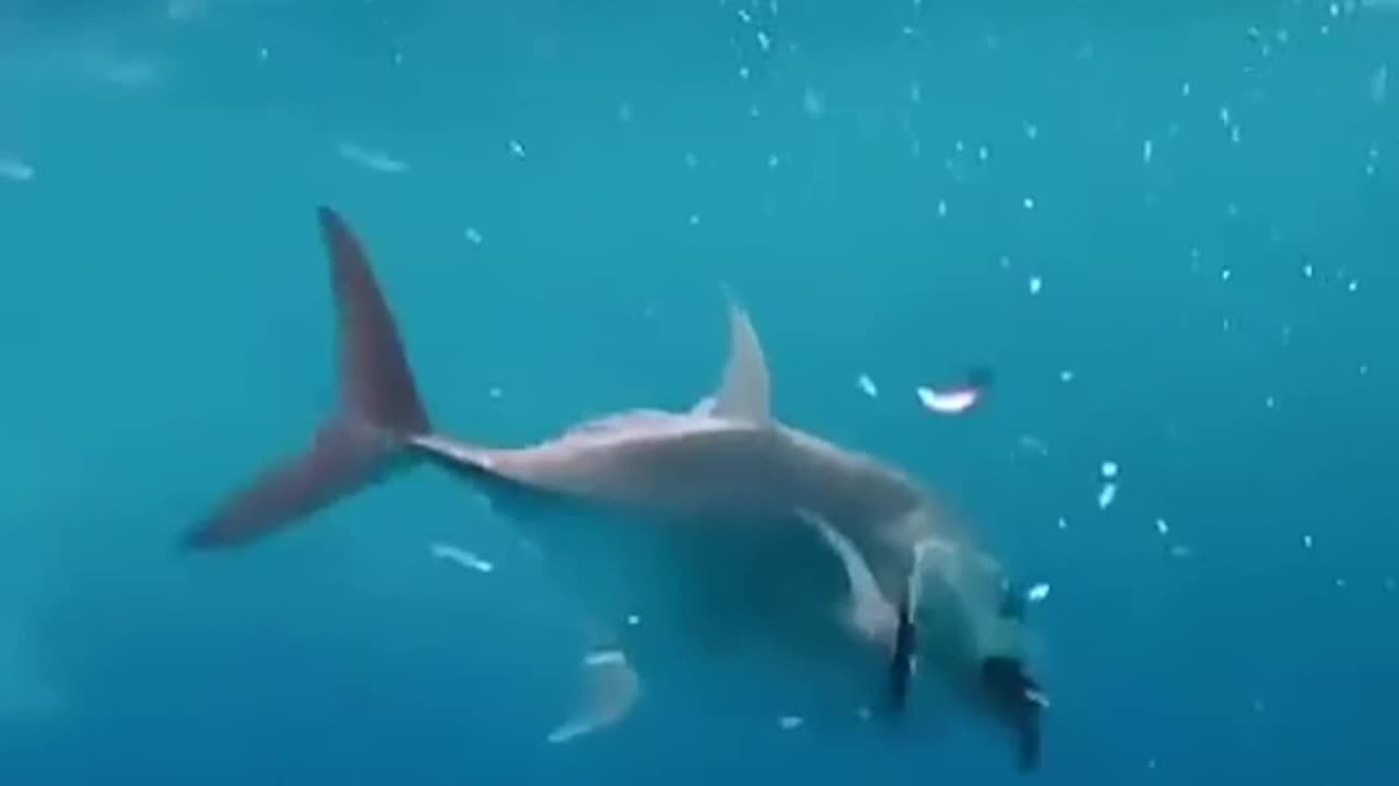 the shark caught he bird.