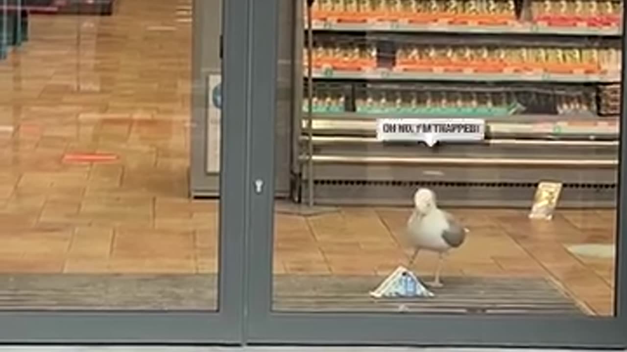 Clever seagull steals sandwich