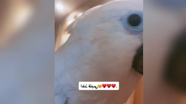 Fun, Funny Parrot Videos and Talking Animals