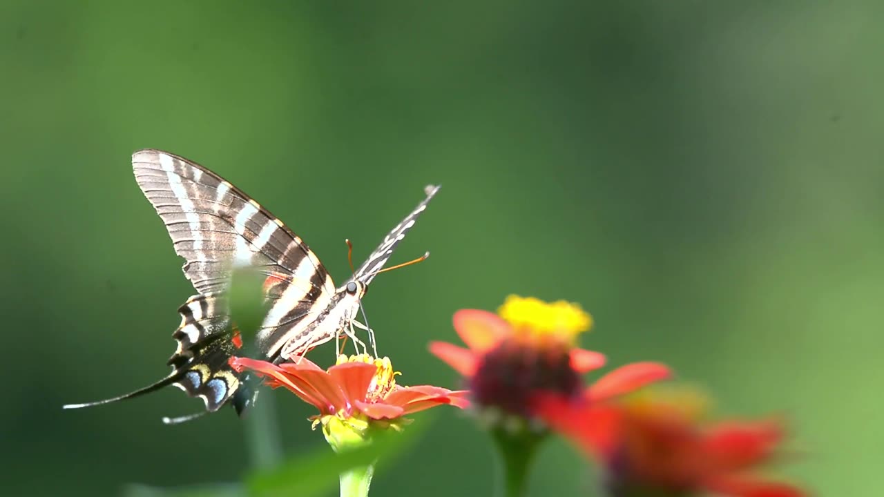 Zebra Swallowtail Butterfly