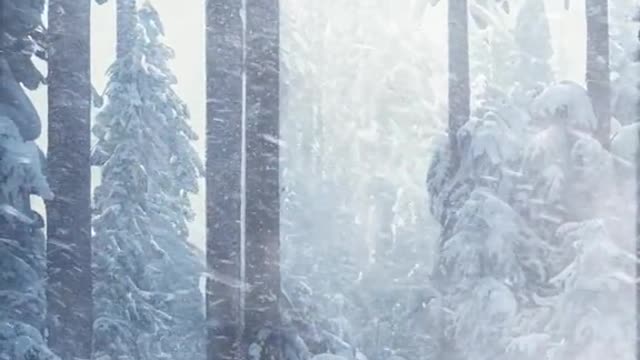 Frozen Forest