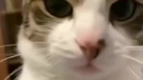 Cat funny video