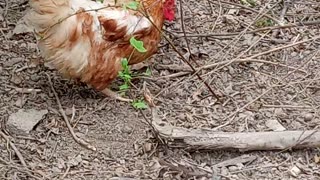 Snake Eating Chickens