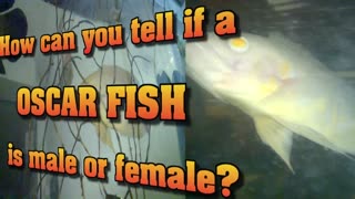 OSCAR FEMALE OR MALE ???!!!