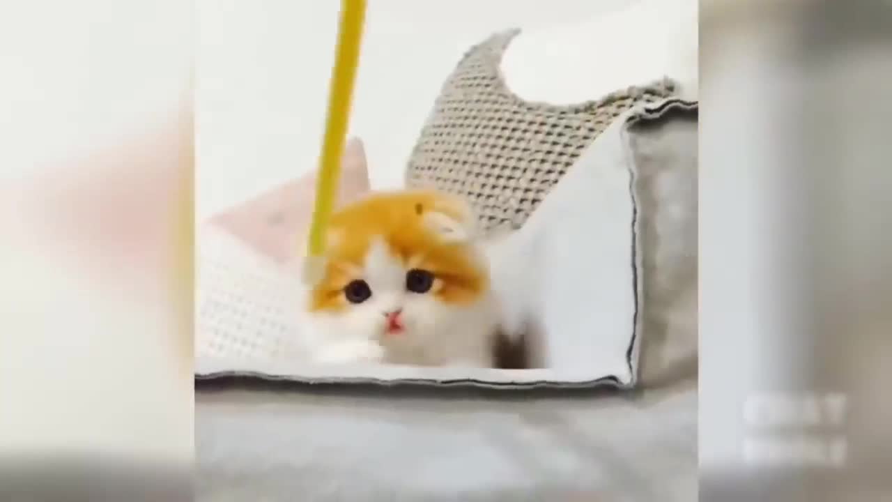 Kitten Playing