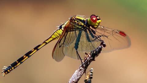 Dragon Fly