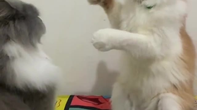 two cats fighting