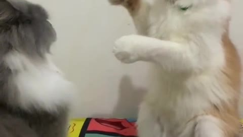 two cats fighting