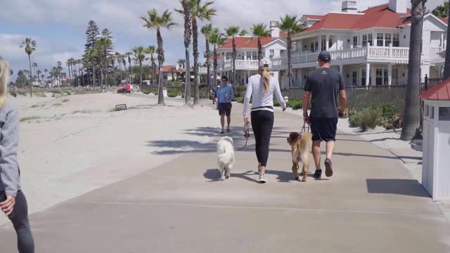 How dogs use their sense of smell to perceive the world.