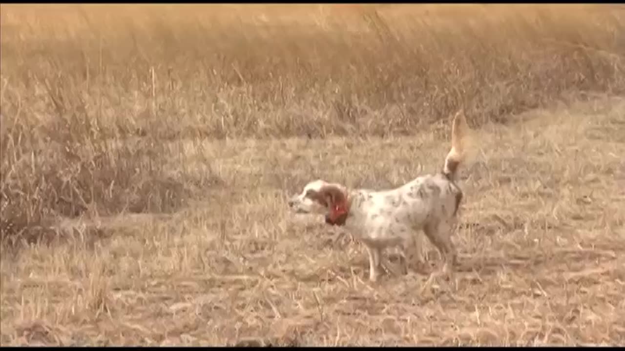 Some of the best bird dogs in Kentucky!