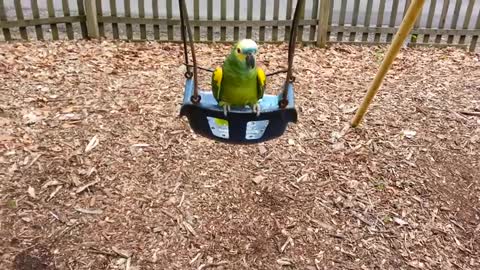 Parrot Is Happy on Swing