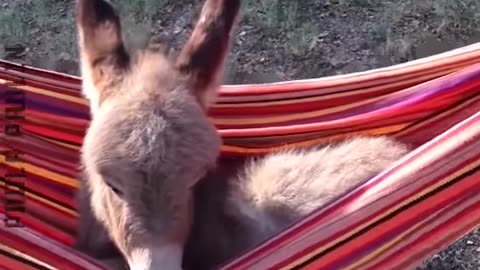 Funniest Animals Clips