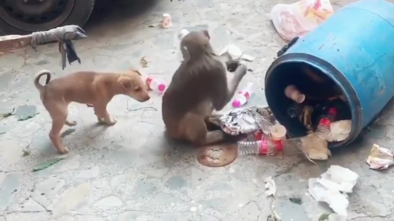 Dog vs monkey