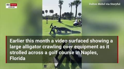 WATCH: Alligator chases fisherman in front of stunned crowd