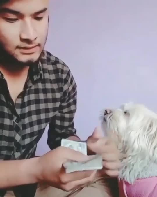 Helpful golden retriever dog liks owner's finger to help count money
