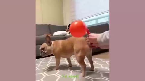 Funny animal videos