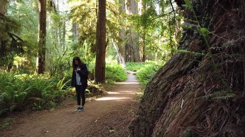 Woman Walks on Path Through the Giant Redwoods Trees