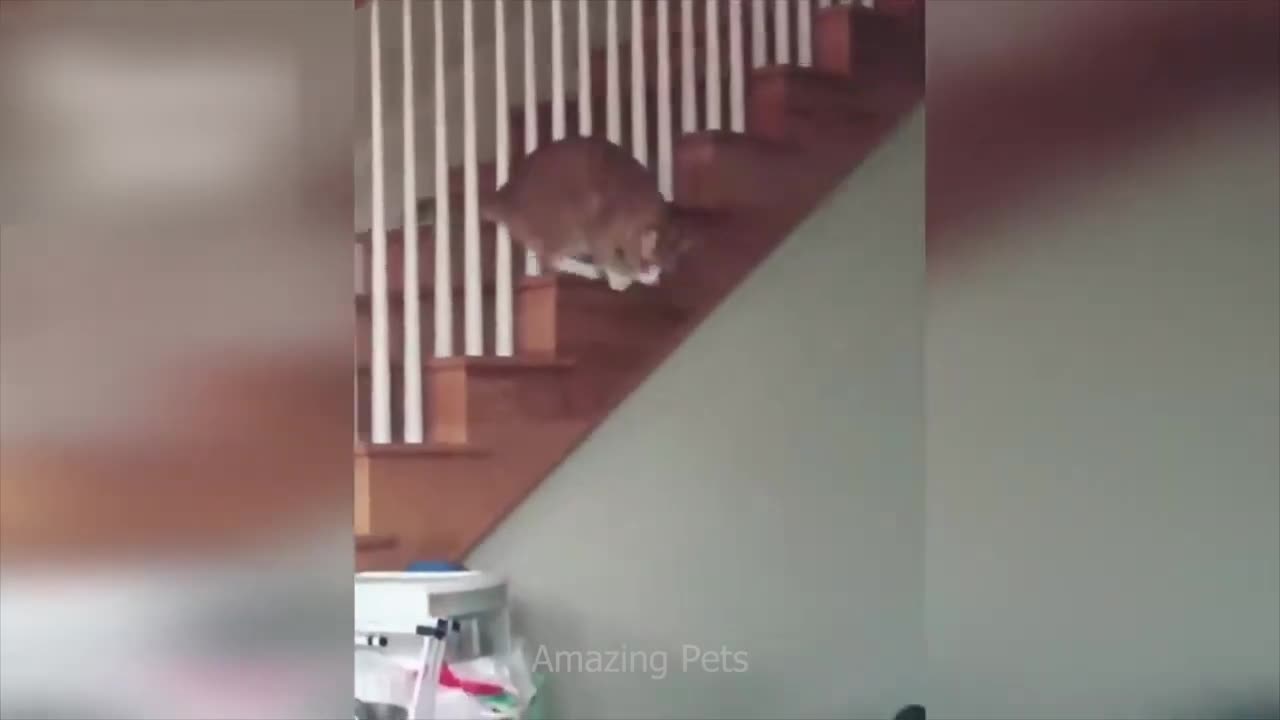 Funniest Cats And Dogs