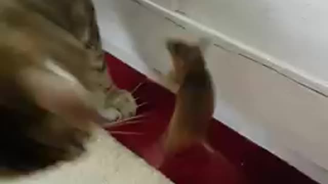 Cat And Mouse Playing Together 🤣🤣