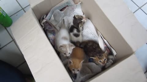 Cute Abandoned Kittens