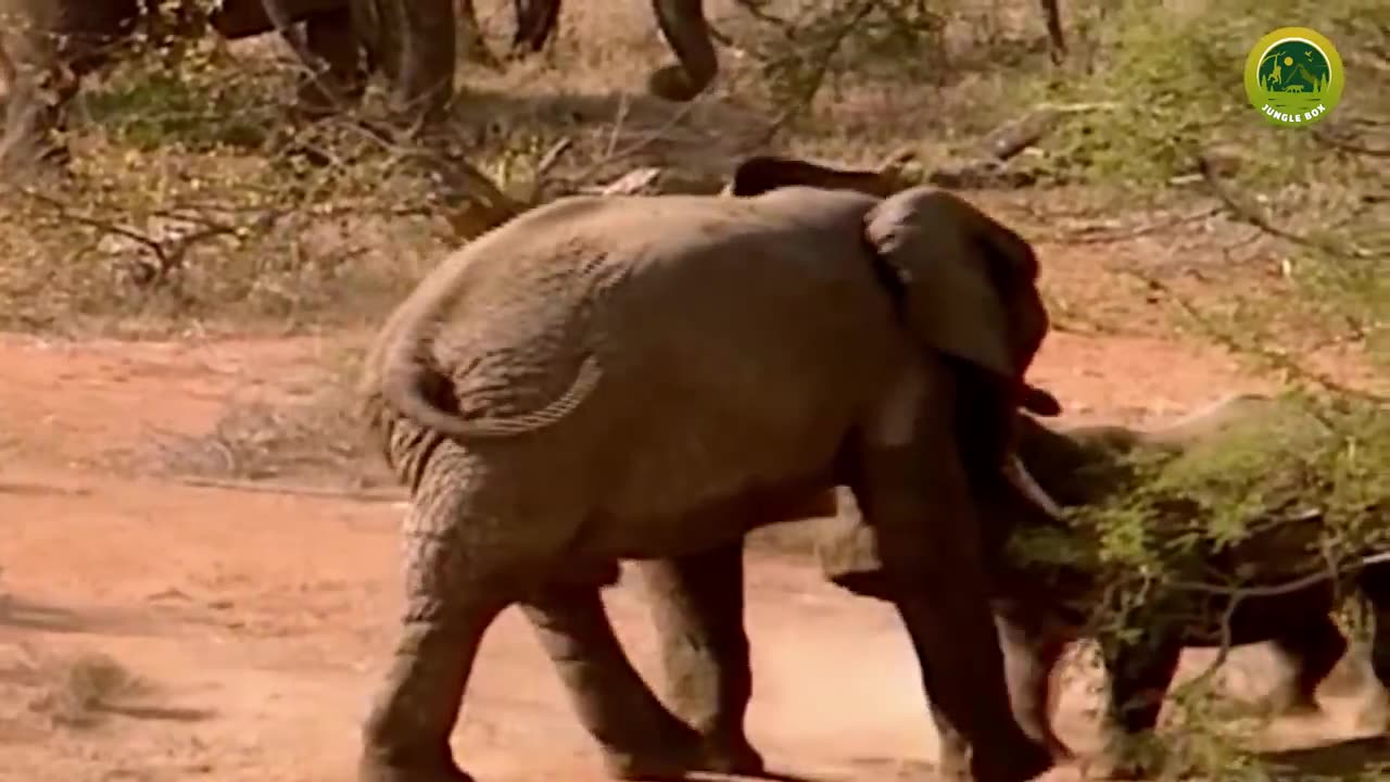 10 most dengerous wild Animal fights