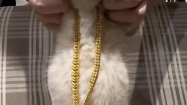 cute kitten Habibi belly dance 🤯😍