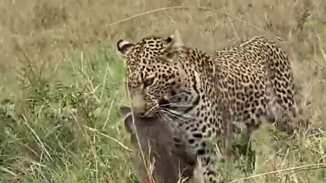 Leopard 🐆 mongoose kill