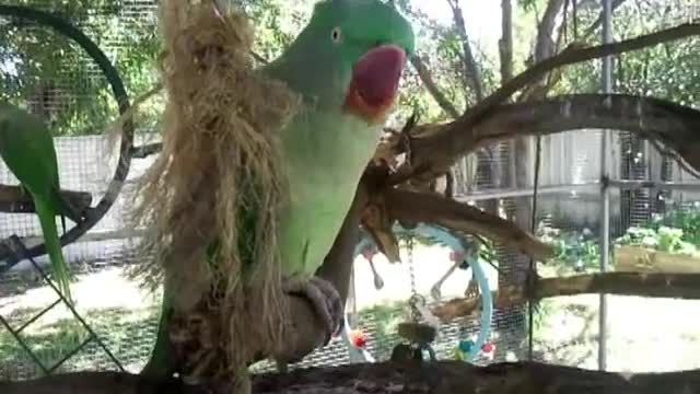 Dharma my talking Alexandrine Parrot