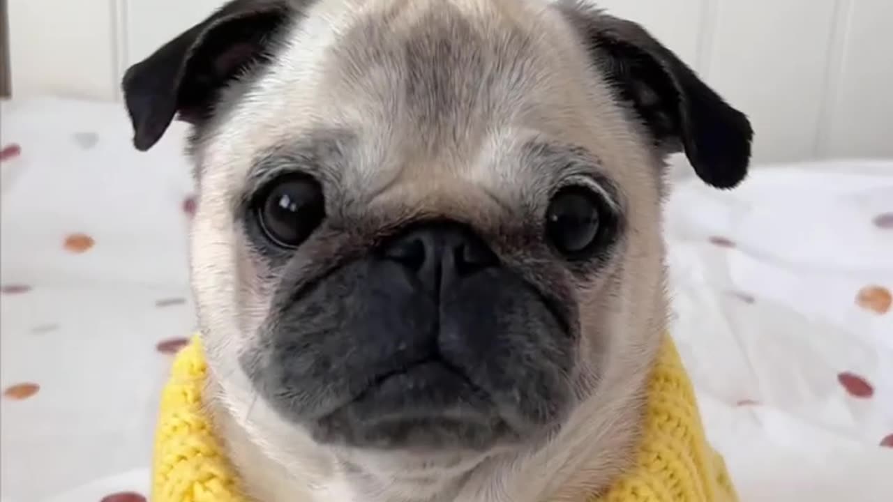 Reasons why my PUG might be part CAT funny