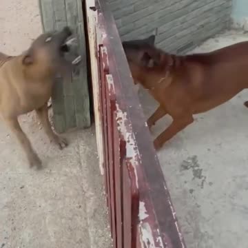 Heart touching Funny Animals 😂🐕 video | Unlimited Laughter