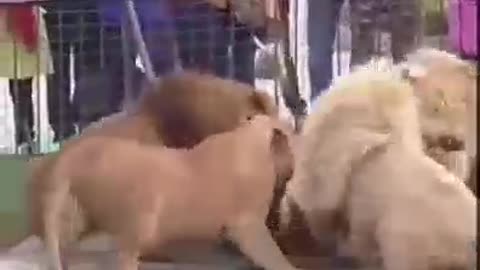 Animals fight