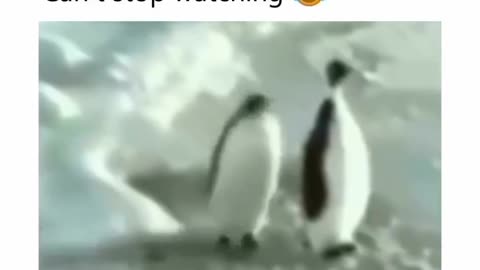 Funny penguins😂😂😂😂