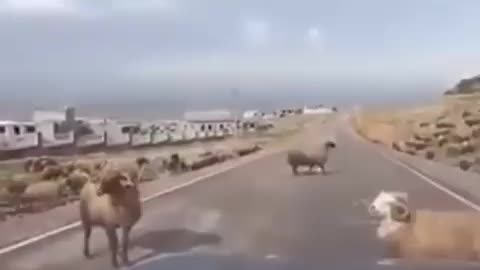 Cute and adorable animal behavior makes anyone happy to see it