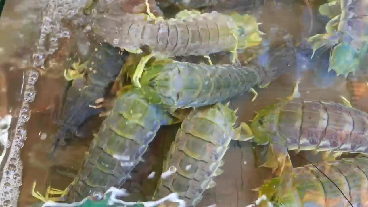 ALIEN SHRIMP Thailand Street Food-1