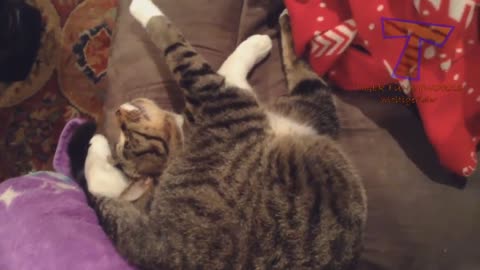 CATS will make you LAUGH YOUR HEAD OFF - Funny CAT compilation