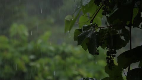 Relaxing Music & Rain Sounds - Beautiful Music, Background Music, Sleep Music