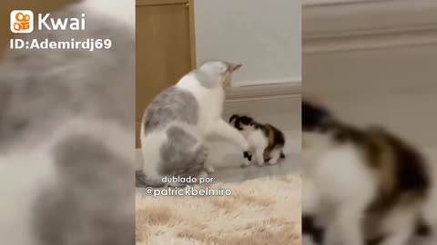GATINHOS 3