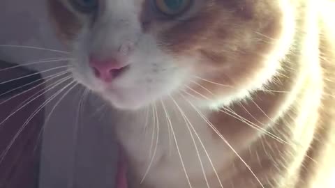 These Cats Have A Lot To Say