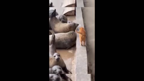 Funny animal videos 2023 - Funny cats/dogs - Funny animals - Part 82 / Happy Pett