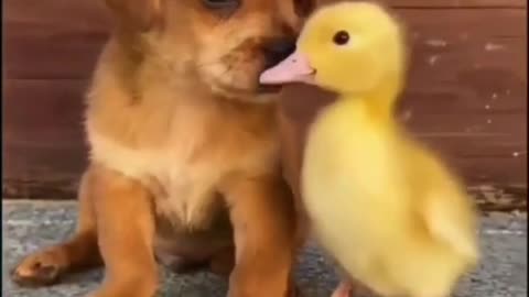 Cute dog 🐕 cute duck 🦆